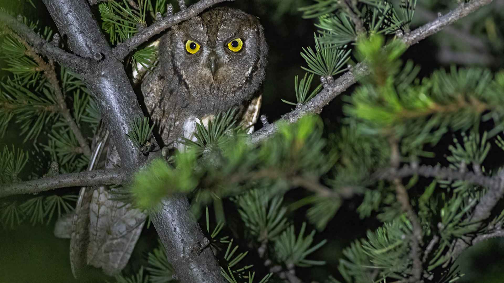 Eurasian Scops-Owl
